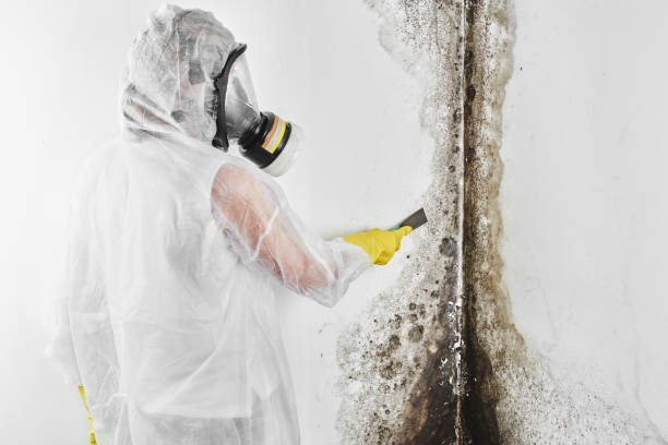 Best Mold Testing  in Penn State Erie, PA