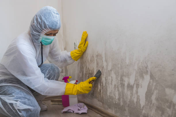 Best Toxic Mold Removal  in Penn State Erie, PA