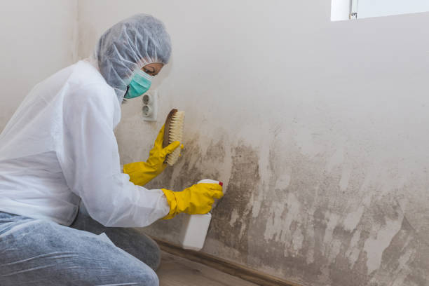 Professional Mold Removal in Penn State Erie, PA