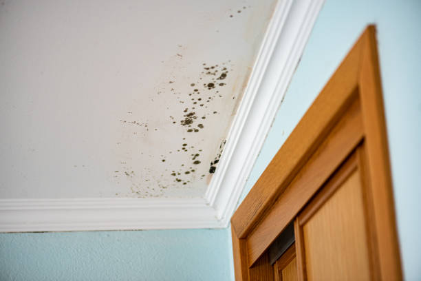 Best Affordable Mold Removal  in Penn State Erie, PA
