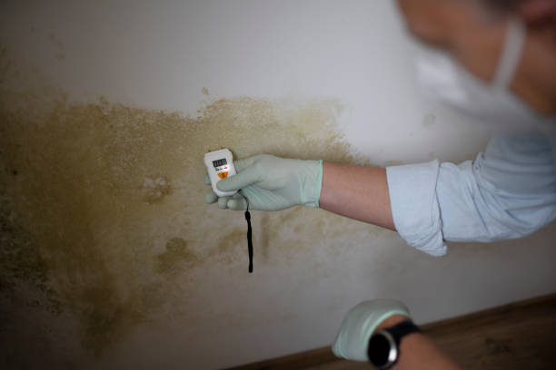 Mold Testing and Removal in Penn State Erie, PA