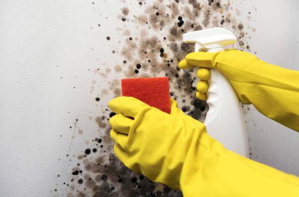 Best Emergency Mold Removal  in Penn State Erie, PA